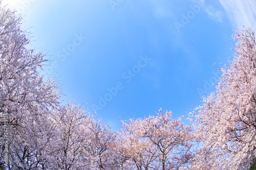 桜 青空 フレーム 