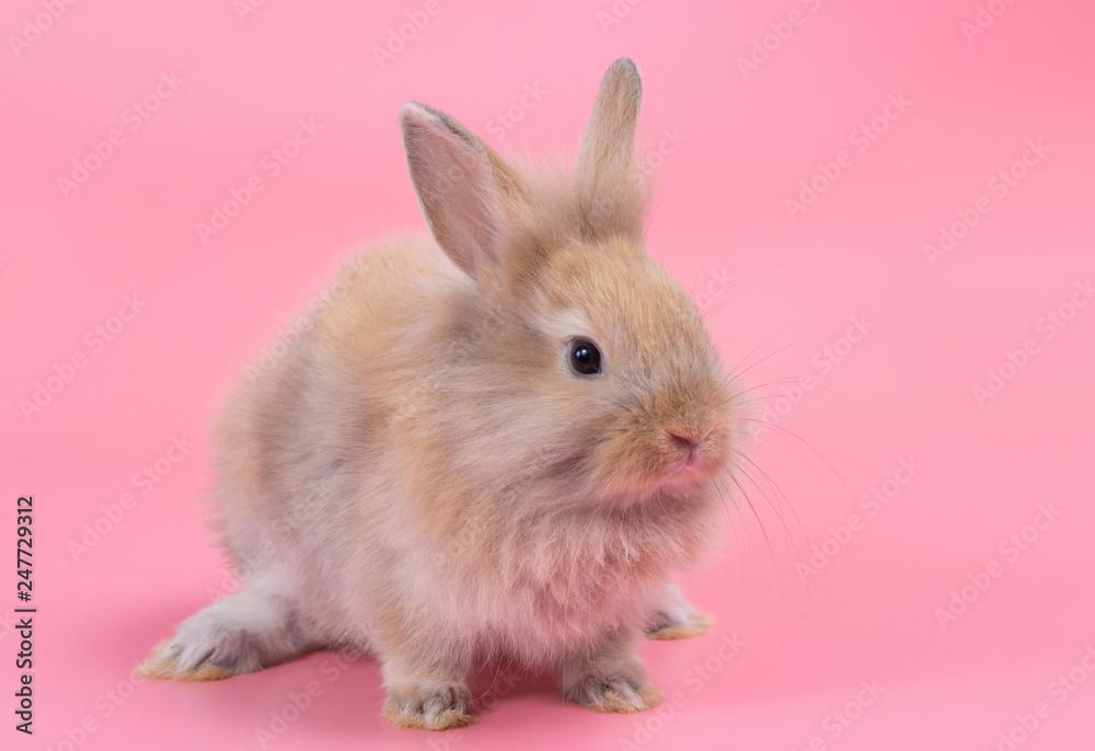 Brown adorable baby rabbit on pink background. Cute baby rabbit. Brown adorable baby rabbit on pink background. Cute baby rabbit.
