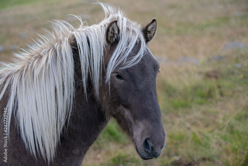 Head portrait of a brown Icelandic horse with white mane Head portrait of a brown Icelandic horse with white mane