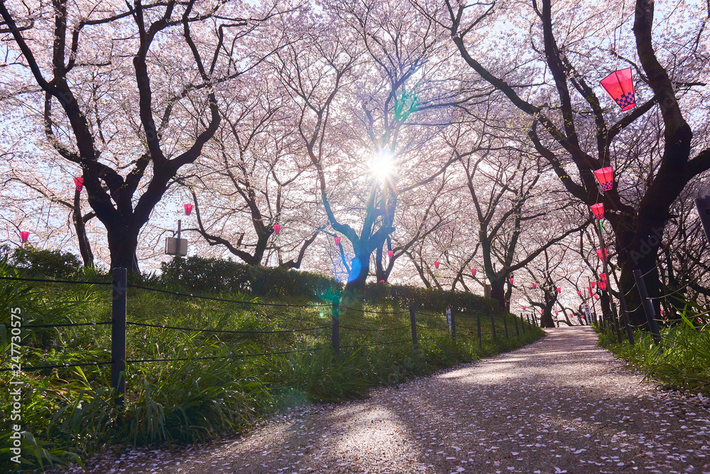 Obraz premium 桜の花 満開 お花見 提灯