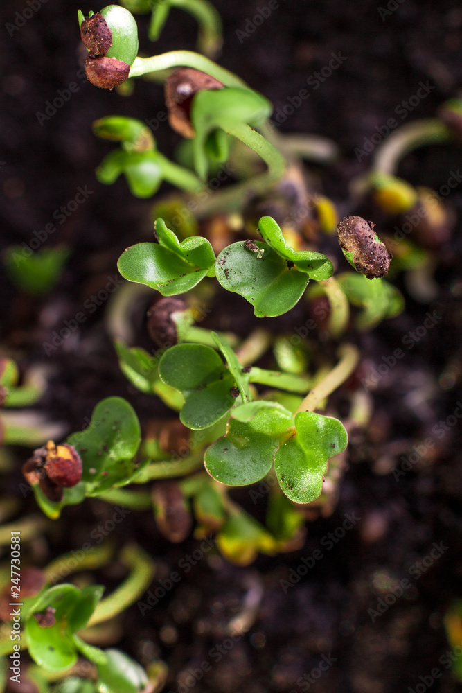 Fresh microgreens makro. Healthy diet food. Background Fresh microgreens makro. Healthy diet food. Background