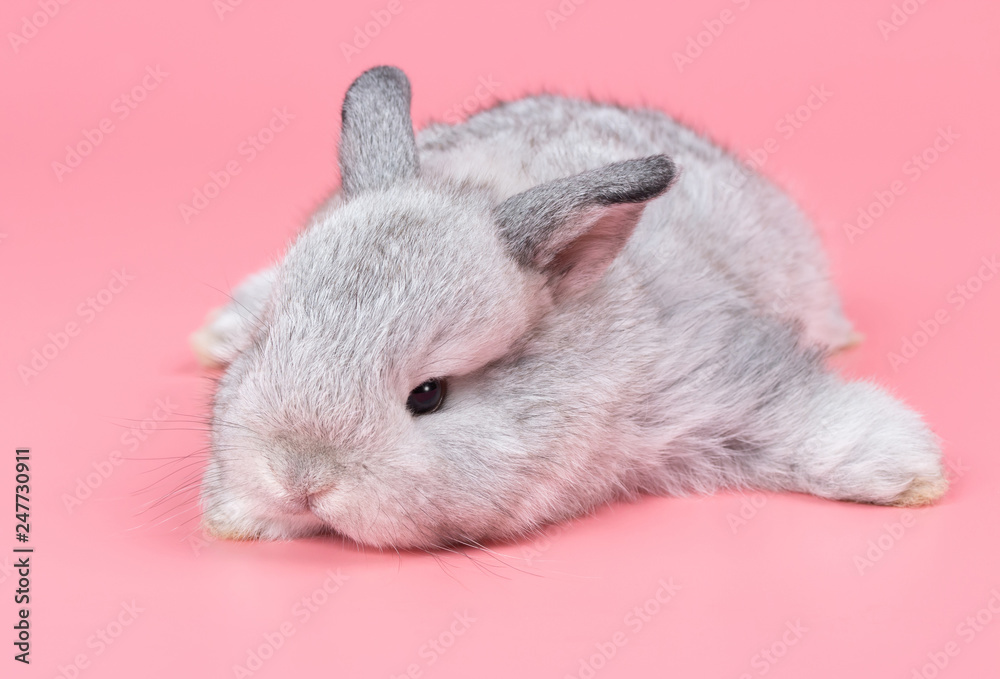 Gray adorable baby rabbit on pink background. Cute baby rabbit