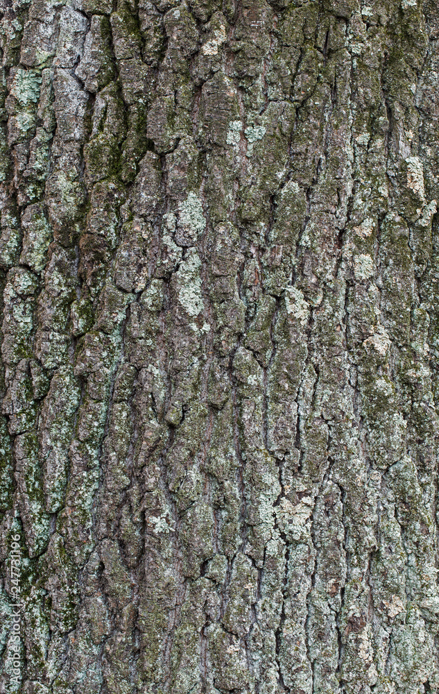 natural textures, wood bark macro, bark of trees natural textures, wood bark macro, bark of trees