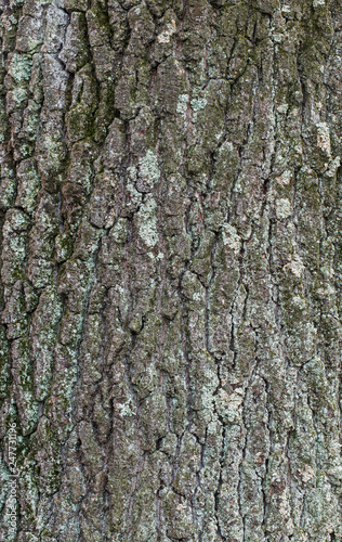 Fototapeta Naklejka Na Ścianę i Meble -  natural textures, wood bark macro, bark of trees