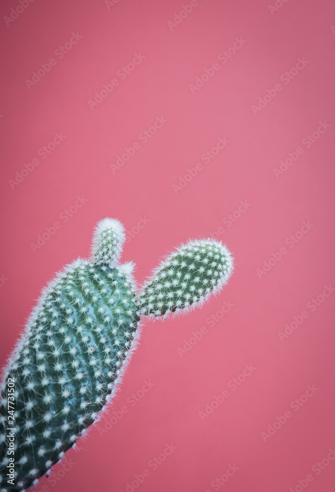 Small opuntia microdasys cactus plant also known as bunny ears cactus against a soft pink background