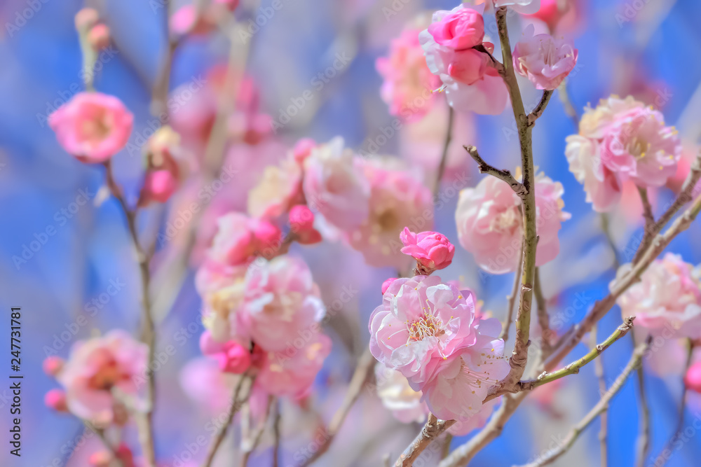 Fototapeta premium 梅の花