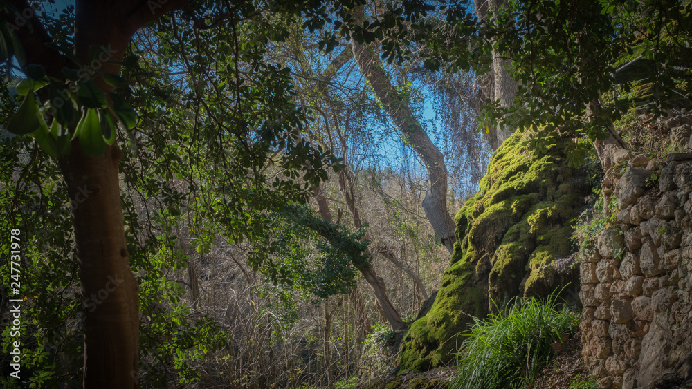 Fototapeta premium bosque con musgo en un día soleado