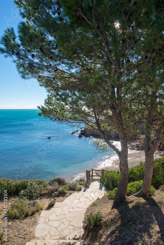 Trees next to the coast of ametlla de mar, Tarragona