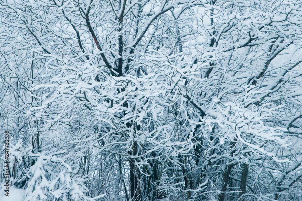 bavarian national park winter snow forest trees frost and sun landscape nature beauty bavarian national park winter snow forest trees frost and sun landscape nature beauty