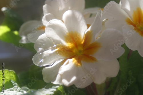 Primrose  Primula  macro