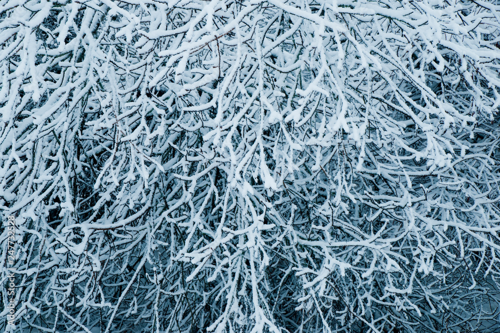 bavarian national park winter snow forest trees frost and sun landscape nature beauty bavarian national park winter snow forest trees frost and sun landscape nature beauty