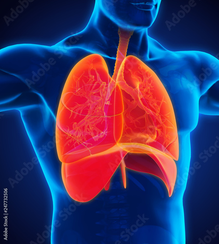 Human Respiratory System Illustration