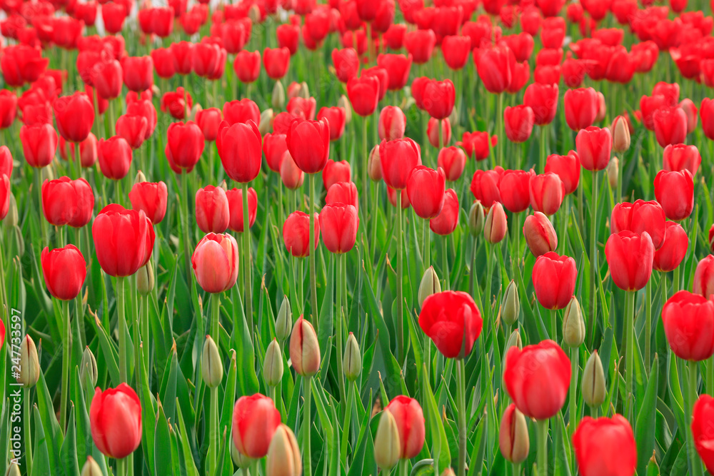 Fototapeta premium Tulips flowers in the garden