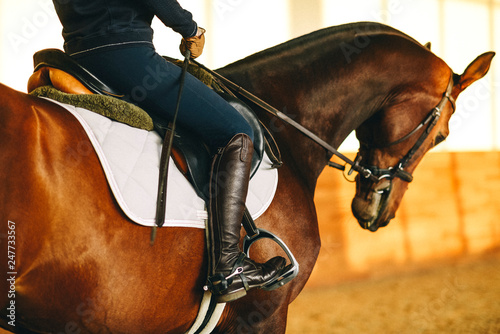 equestrian horse training  © Elvira