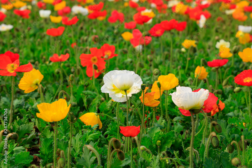 Corn poppy flowers Corn poppy flowers