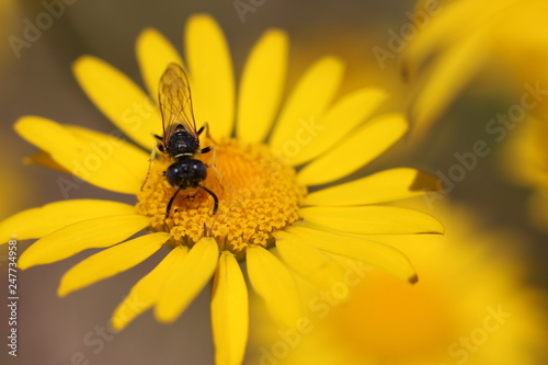 Bee on flower