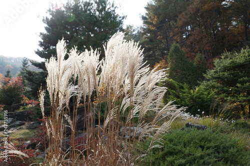 botanical garden (Plants,Reed)