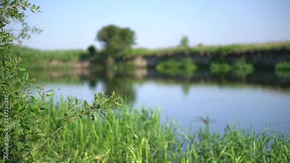 Forest river summer landscape. Spring meadow field Lake. View during fishing and recreational. Wildlife Preserve. Stock video Forest river summer landscape. Spring meadow field Lake. View during fishing and recreational. Wildlife Preserve. Stock video