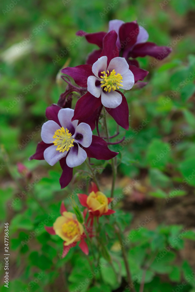 Fototapeta premium garden columbine flowers