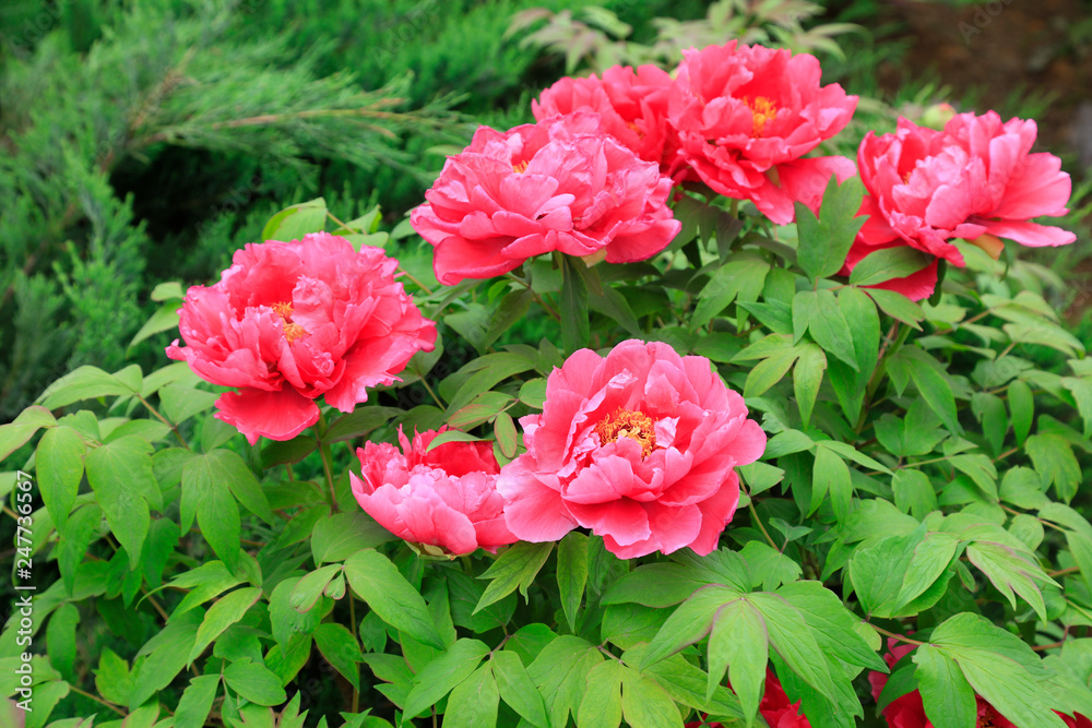Fototapeta premium peony flowers in the park