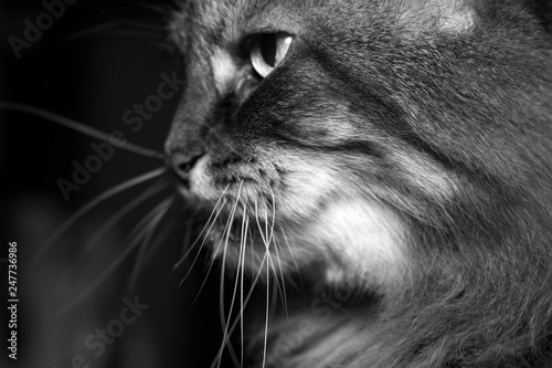 sly look of domestic cat black and white photo photo