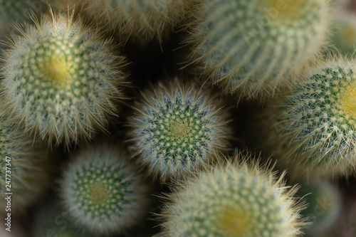 Cactus background