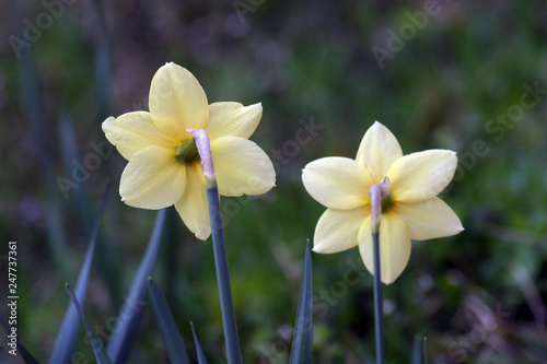 A couple of daffodils