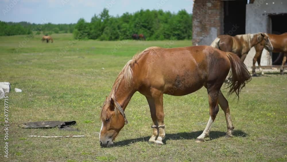 Red horse and her baby with long mane in flower field against sky and forests. Farm theme. Stock video Red horse and her baby with long mane in flower field against sky and forests. Farm theme. Stock video