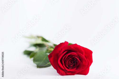 A fresh red rose big bud and petals with green leaves on bright white background and empty space Felicitation Minimalist concept Copy Space and template