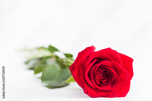 A fresh red rose big bud and petals with green leaves on bright white background with valentines and empty space Felicitation Minimalist concept Copy Space and template
