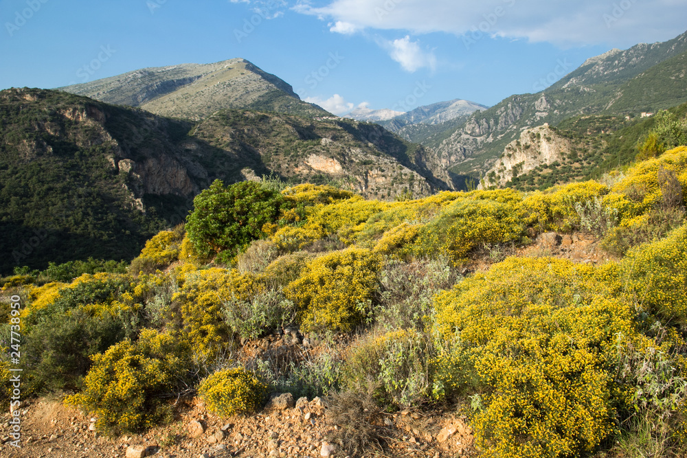 Landschaft mit blühendem gelben Ginster auf der Halbinsel Mani, Griechenland mit Bergen im Hintergrund