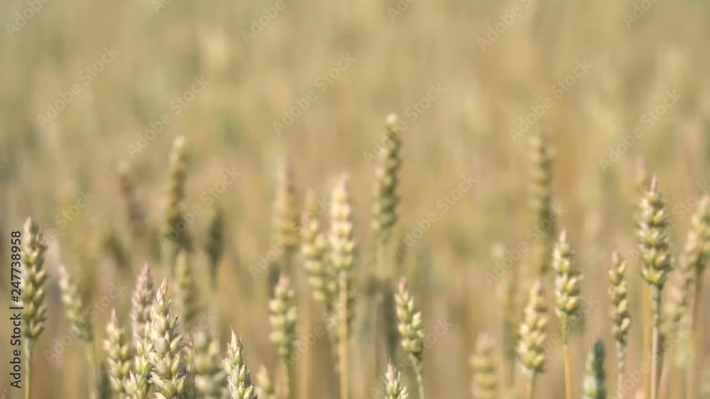 Wheat Beards.Wheat field morning sunrise and yellow sunshine. Farmer sowing of bread. stock video for art background Wheat Beards.Wheat field morning sunrise and yellow sunshine. Farmer sowing of bread. stock video for art background
