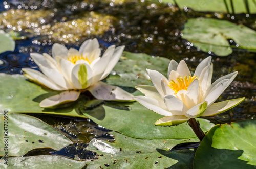 Lovely white water lilies