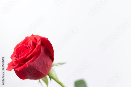 A fresh red rose big bud and petals with green leaves position left on bright white background and empty space Felicitation Minimalist concept Copy Space and template