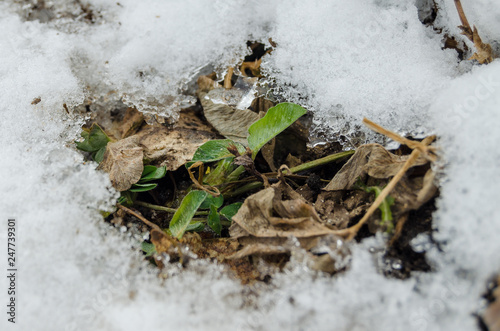 Small sprout in the snow thaw