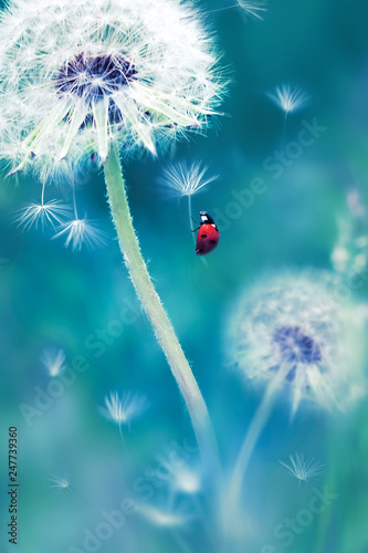 Beautiful flying red ladybug on a white dandelion. Fantastic magical image. Fabulous summer country. Fairyland.