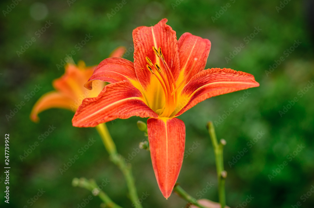 Beautiful flower in the garden Beautiful flower in the garden