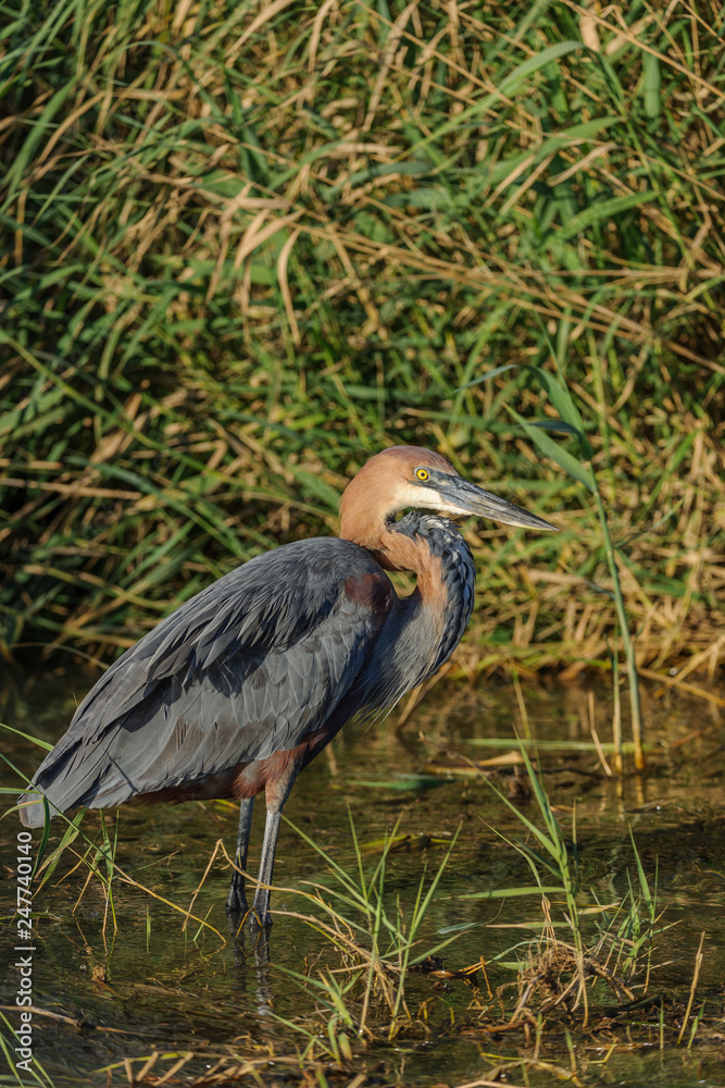 Goliath heron or giant heron (Ardea goliath). KwaZulu Natal. South Africa Goliath heron or giant heron (Ardea goliath). KwaZulu Natal. South Africa