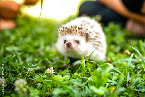Person Holding Cute Hedgehog in Hands. Scared Spiny Mammal Hedgehog in sitting Position Outdoors on grass scenary and Women Hands Carefully Holding Him