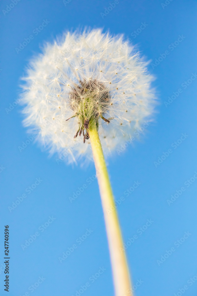 Dandelion on a blue background. Detailed picture of a flower.