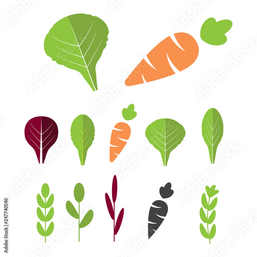 Salad ingredients with carrot. Leafy vegetables with carrot flat icons set. Organic and vegetarian, borage and radichio.
