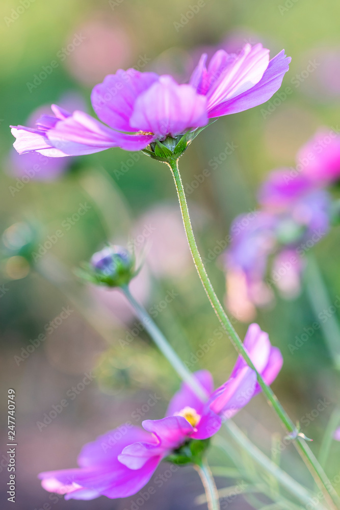 Cosmos Bipinnatus - Cosmos flower in the evening light Cosmos Bipinnatus - Cosmos flower in the evening light
