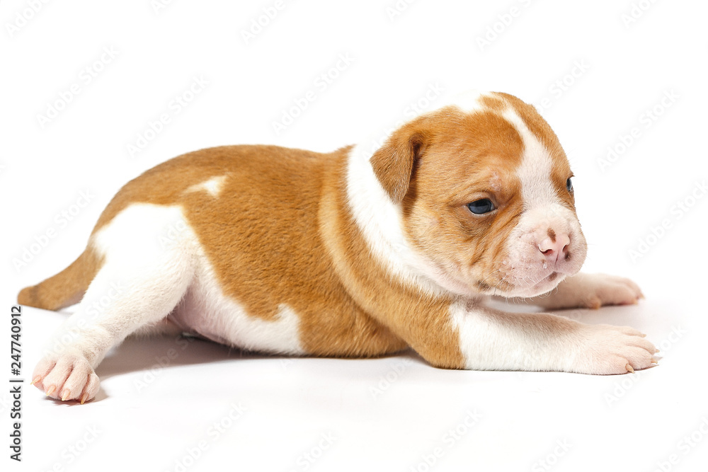 American bulldog puppy on white background American bulldog puppy on white background