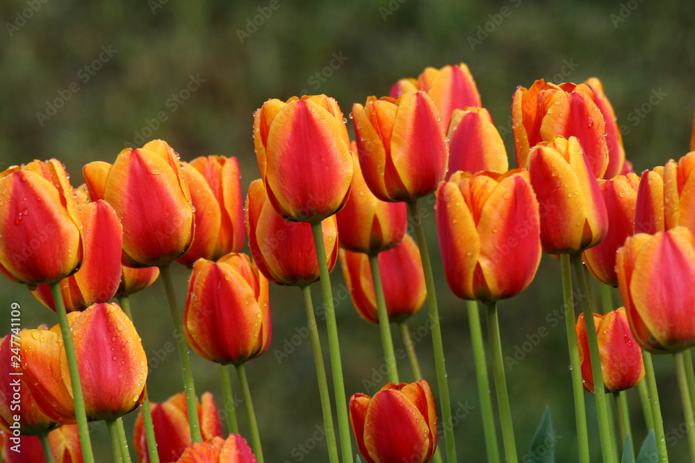Obraz premium Tulips in full bloom