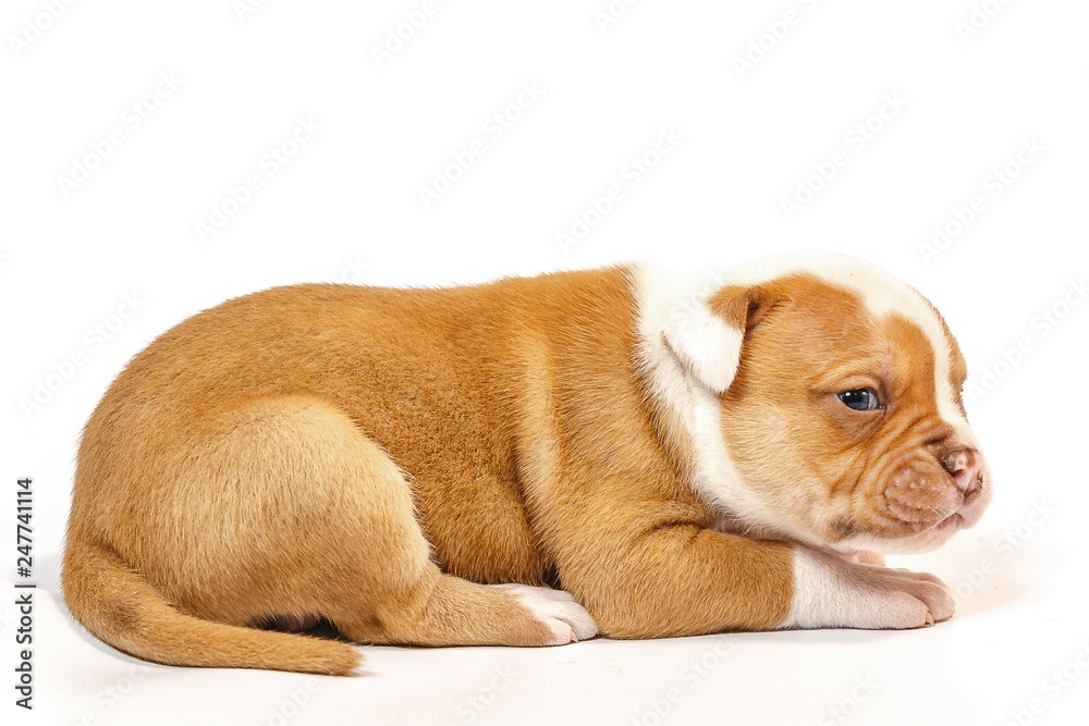 American bulldog puppy on white background American bulldog puppy on white background