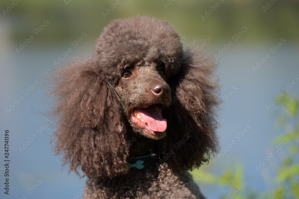 brown royal poodle at the lake