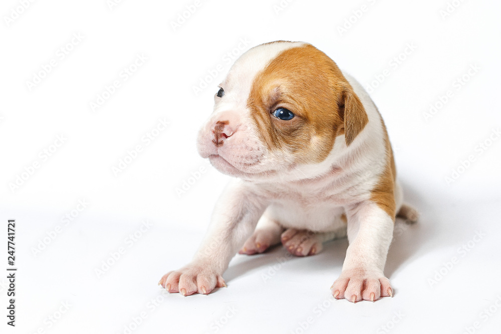 American bulldog puppy on white background American bulldog puppy on white background