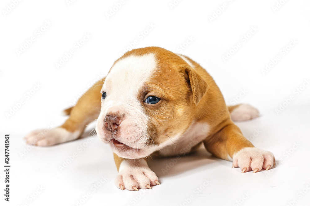 American bulldog puppy on white background American bulldog puppy on white background