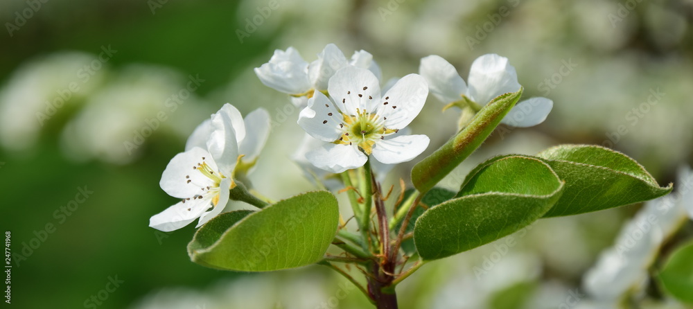 Fototapeta premium Wunderschöne Birnenblüten im Sonnenschein