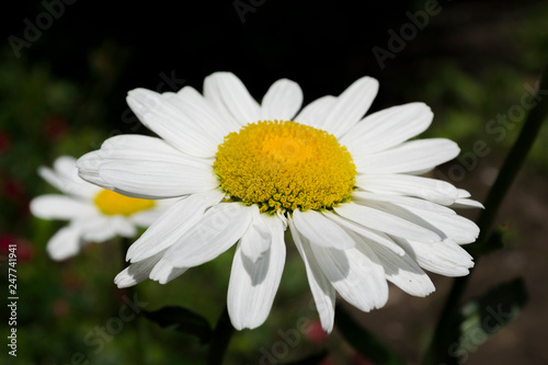 daisy in the grass